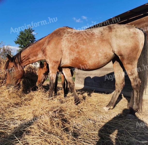 Iepure de vânzare cu mânzul ei