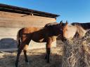 Mare for sale with her foal