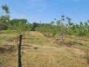 Walnut plantation for sale