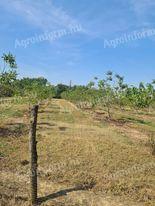 Walnut plantation for sale