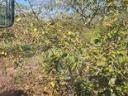 Walnut plantation for sale