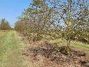 Walnut plantation for sale