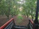 Walnut plantation for sale