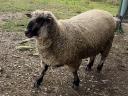 Shropshire sheep for sale