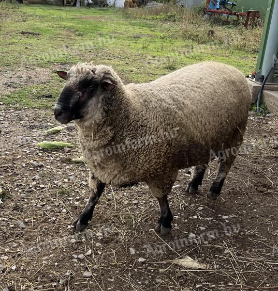 Shropshire sheep for sale