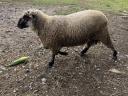 Shropshire sheep for sale