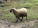 Shropshire sheep for sale