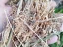 Lucerne round bales