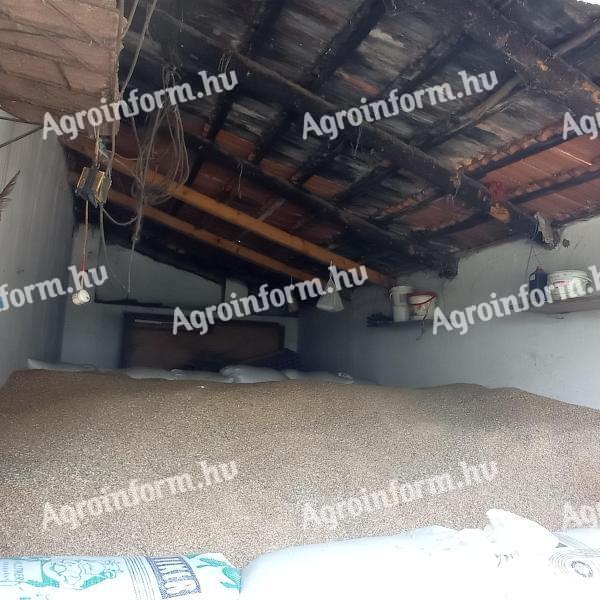 Bulk feed wheat for sale from dry place in Kiskunfélegyháza 20 q