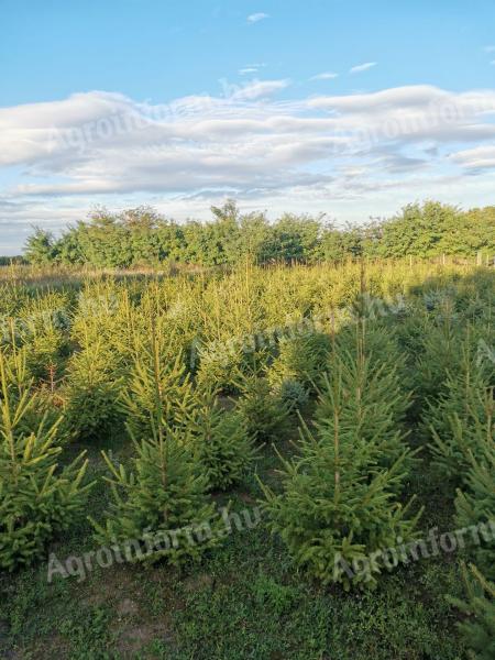 Pine trees for sale in Fejér county