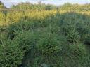 Pine trees for sale in Fejér county