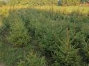 Pine trees for sale in Fejér county