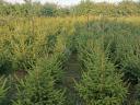 Pine trees for sale in Fejér county