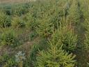 Pine trees for sale in Fejér county