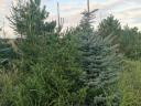 Pine trees for sale in Fejér county