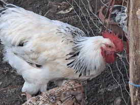 Der Sussex-Hahn kann gegen eine Gans getauscht werden