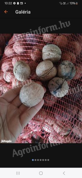 MILOTA M10 THIN SHELL PLANTATION WALNUTS FOR SALE