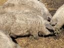 Acțiune de îngrășare Mangalica