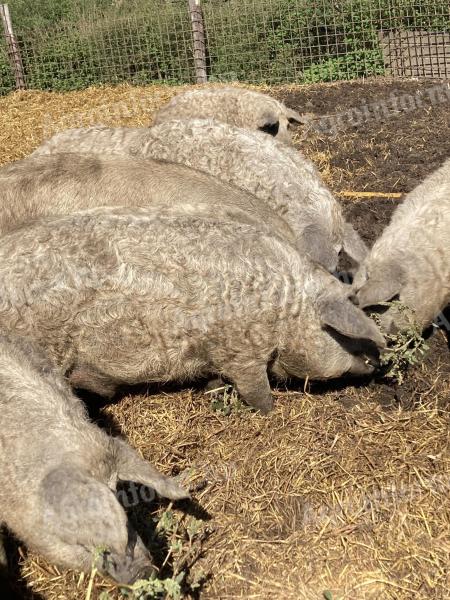 Acțiune de îngrășare Mangalica