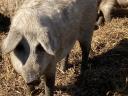 Mangalica fattening action