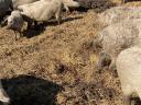 Mangalica fattening action