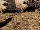 Mangalica za pitanje