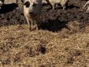 Mangalica fattening action