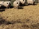 Mangalica fattening action