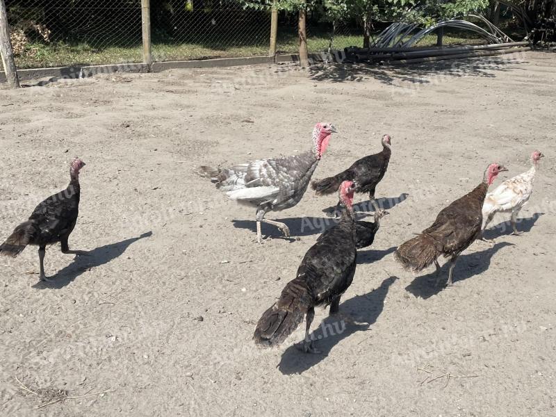 Pre-bred turkey for sale