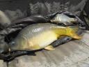 Carp up to 4-6 kg for sale