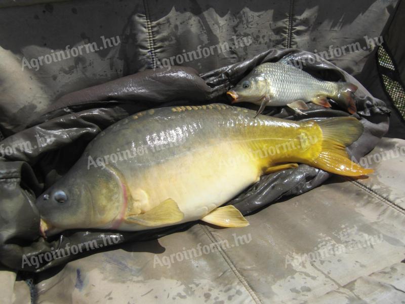 Carp up to 4-6 kg for sale