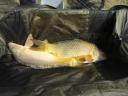 Carp up to 4-6 kg for sale