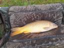 Carp up to 4-6 kg for sale