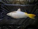 Carp up to 4-6 kg for sale