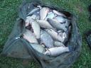 Carp up to 4-6 kg for sale