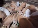 Mangalica piglets for sale from herd