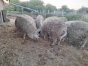 Mangalica-Ferkel zum Verkauf ab Lager