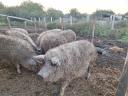 Mangalica piglets for sale from herd