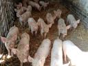 Weaned piglets for sale in Földesen