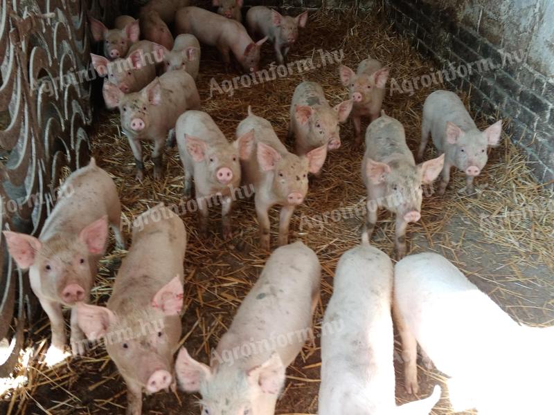 Weaned piglets for sale in Földesen