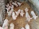 Weaned piglets for sale in Földesen