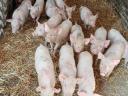 Weaned piglets for sale in Földesen