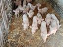 Weaned piglets for sale in Földesen