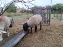 Predám aktívneho, krásneho, mladého 2-ročného barana Suffolk