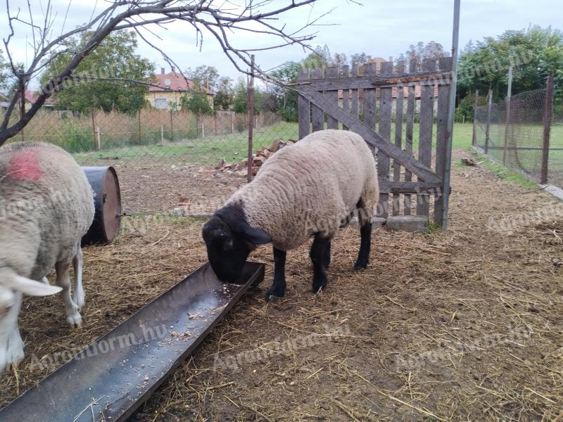 Active, beautiful, young 2 year old Suffolk ram for sale