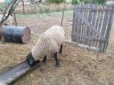 Active, beautiful, young 2 year old Suffolk ram for sale