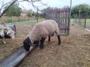 Active, beautiful, young 2 year old Suffolk ram for sale