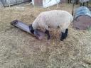 Active, beautiful, young 2 year old Suffolk ram for sale