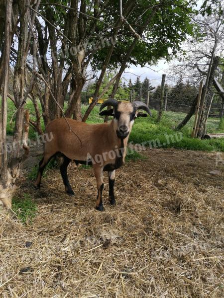 Cameroon sheep for sale