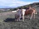 Caut un loc de muncă ca îngrijitor de animale